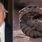 Ultimate Robert Attenborough Faith Journey Exposed