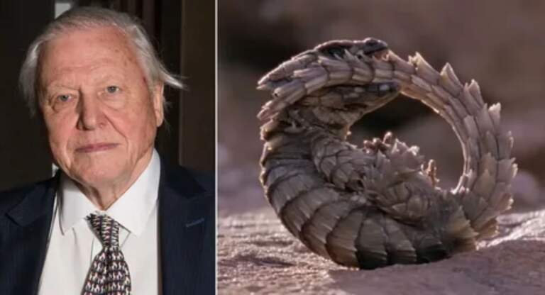 Ultimate Robert Attenborough Faith Journey Exposed